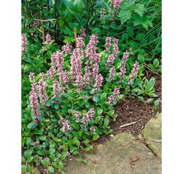 Ajuga reptans 'Rosea'/ Zběhovec plazivý, K9
