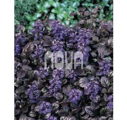 Ajuga reptans ´Black Scallop´ / Zběhovec plazivý, K9