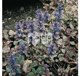 Ajuga reptans ´Burgundy Glow´ / Zběhovec plazivý, C1,5