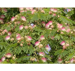 Albizia julibrissin v. rosea / Albizie, bal. 5 sem.