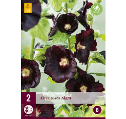 Alcea rosea ´Nigra´ / Topolovka / Slézová růže, bal. 2 ks, I.
