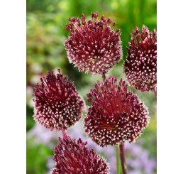 Allium ´Red Mohican´ / Okrasný česnek, bal. 2 ks, 10/+
