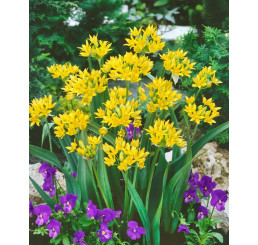 Allium Moly Luteum / Zlatý česnek, bal. 25 ks, 4/5