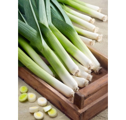 Pór pravý letní až podzimní ´MORAVÍN F1´, bal. 2 g