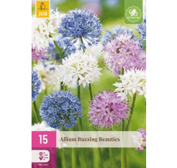 Allium ´Buzzing Beauties´ / Okrasný česnek, bal. 15 ks, 6/+