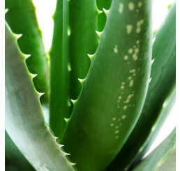 BIO Aloe vera ´Sweet´ / Aloa pravá, 10-20 cm, K12