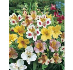 Alstroemeria ´Mixed´ / Peruánská lilie směs, bal. 3 ks, I.
