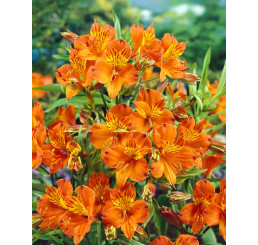 Alstroemeria ´Orange King´ / Boubelka, bal. 2 ks