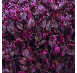 Alternanthera ´Mocha´ / Plevuňka, bal. 6 ks, 6x K7