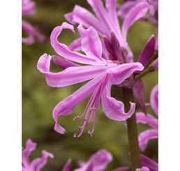 Amarine Belladiva / Amarine růžová, 16/+