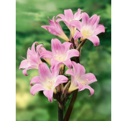 Amaryllis belladonna ´Pink´ / Amarylka růžová, 20/22