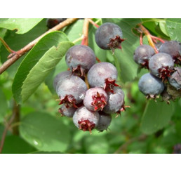 Amelanchier ´Smokey´ / Muchovník, roubovaná r., K9