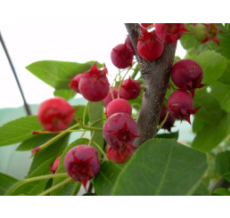 Amelanchier ´Alaska´ / Muchovník, 20-25 cm, K9 semenáč