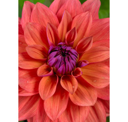 Dahlia ´American Dawn´ / Jiřina, I.