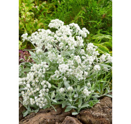 Anaphalis triplinervis ´Sommerschnee´ / plesnivka , K9