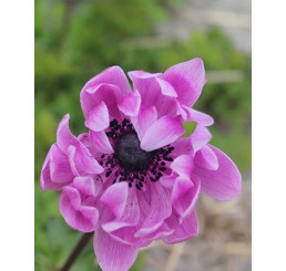 Anemone ´Sylphide ´ / Sasanka jednod. růžová, bal. 15 ks, 5/6