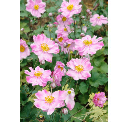Anemone ´Lorelei ´ / Sasanka plnokvětá bledě růžová, K9