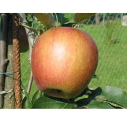 Malus domestica ´Angold´ / Jabloň, MM106