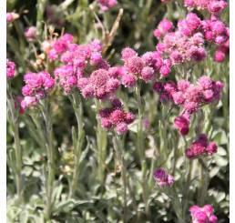 Antennaria dioica 'Rotes Wunder' / Plešivec dvoudomý , K9
