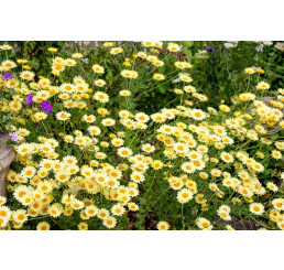 Anthemis tinctoria ´E.C.Buxton´ / Rmen barvířský, K9