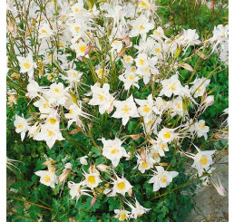 Aquilegia VULG. White Star / Orlíček obecný, K9