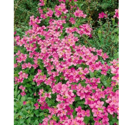 Arabis blepharophylla ´Rose Delight´ / Huseník brvolistý, C1,5