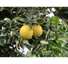 Citrus sinensis  ´Arancio Variegata´ / Pomerančovník panašovaný, 30 cm, C2