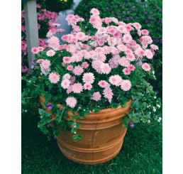 Argyranthemum ´Percussion´®Double Pink / Kopretinovec růžový, bal. 6 ks sadbovačů