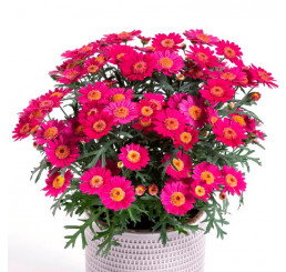 Argyranthemum Day-Zee® ´Wine Red´ / Kopretina, bal. 6 ks, 6x K7