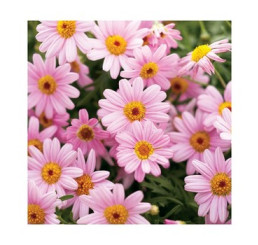 Argyranthemum Honeybees® ´Pink Eye´ / Kopretinovec růžový, bal. 3 ks, 3x K7