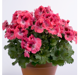 Pelargonium grandiflorum ´pac®Aristo® Salmon´ / Muškát velkokvětý, K7