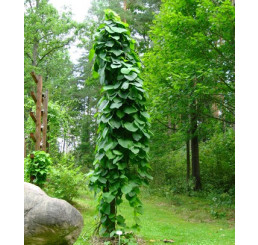 Aristolochia macrophyla / Podražec velkolistý, 60-80 cm, C2