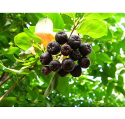 Aronia melanocarpa ´Vitamin Berry´ BIO / Temnoplodec černoplodý BIO, 20 cm, K12