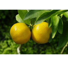 Citrus clementina ´Arrufatina´ / Mandarinka, 25-40 cm, C2
