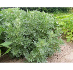 Artemisia absinthium BIO / Absint, K12