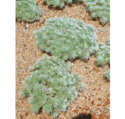 Artemisia schmidtiana ´Nana´ / Pelyněk Schmidtův, C1,5