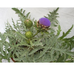 Cynara scolymus BIO / Artyčok, K12