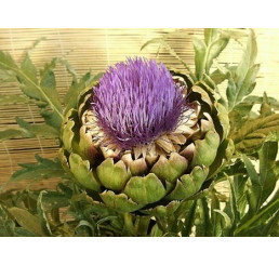 Cynara scolymus / Artyčok, I.