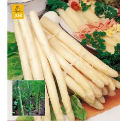Asparagus Backlim / Chřest, bal. 1 podzem., I