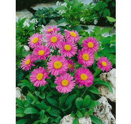 Aster alpinus ´Happy End´ / Hvězdnice alpská růžová / Astra, K9