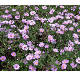 Aster dumosus ´Peter Harrison´ / Astra, C1,5