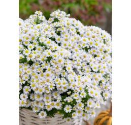 Aster dumosus ´Schneekissen´ / Hvězdnice křovitá / Astra bílá, K9