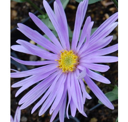 Aster amellus 'Silbersee' / Astra navršená , K9