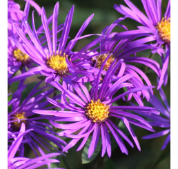 Aster amellus 'Veilchenkönigin' / Astra navršená , K9
