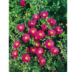 Aster dumosus ´Jenny´ / Hvězdnice, K9