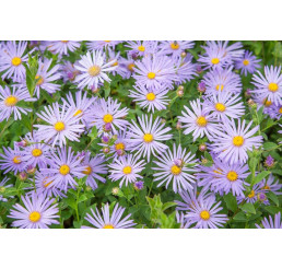 Aster x frikartii ´Mönch / Astra Frikartova, K9