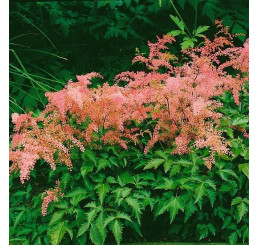 Astilbe simplicifolia ´H. Graafland´ / Čechrava jedn. růžová, C1,5