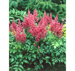 Astilbe japonica ´Mainz´ / Čechrava japonská, C1