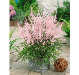 Astilbe japonica ´Europa´ / Čechrava japonská, C1