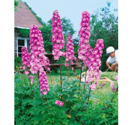 Delphinium Pacific ´Astolat´ / Stračka / Ostrožka, K9